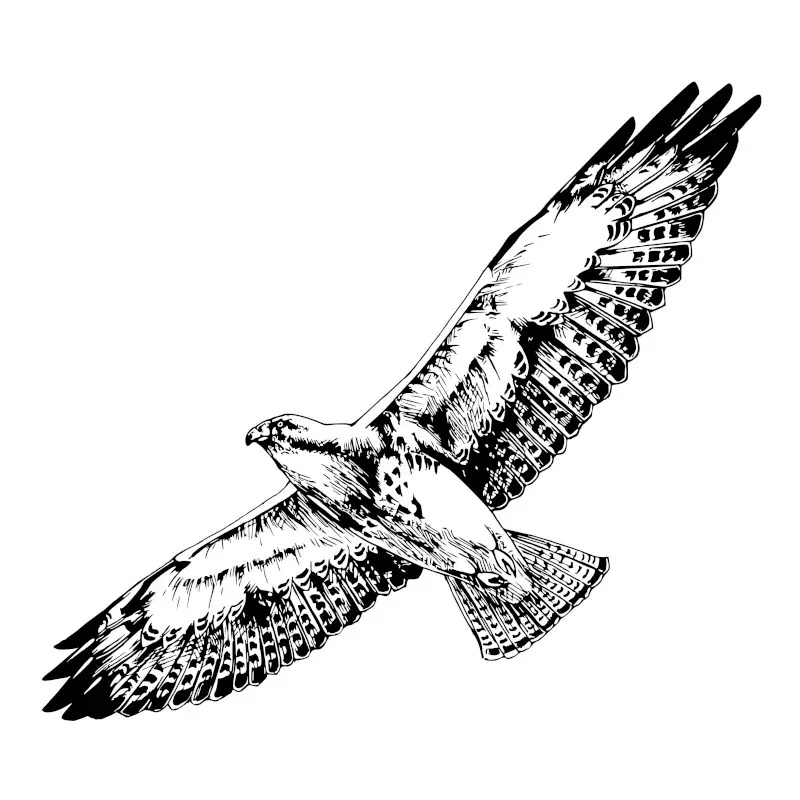 Flying Hawk Vintage Drawing